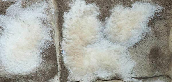 Epp Foundation Repair inspecting efflorescence, a white mineral deposit on a concrete basement wall.