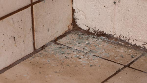 Mold is an allergen and can trigger allergies, asthma, and other respiratory issues.