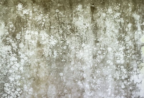 Remove Mold and Mildew. You must remove the mold once you have stopped water from entering the basement. If the mold is visible and covers roughly less than ten square feet, you can attempt to remove it yourself using vinegar or bleach.